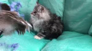 Men in black is a 1997 american science fiction action comedy film directed by barry sonnenfeld and executive produced by steven spielberg. Cherubim Ragdolls Solid Black Silver Lynx Mitted Ragdoll Kitten Youtube
