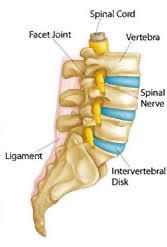 In this section, learn more about the vertebral column. Lower Back Pain Treatment In Greenville South Carolina Upper Back Pain Clinic In Spartanburg Back Spasms Treatment In Anderson Sc