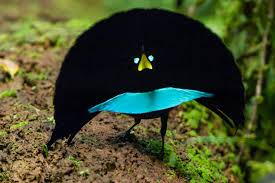 The majority of species in this family are found on the island of new guinea and its satellites, with a few species occurring in the moluccas and eastern australia. New Bird Of Paradise Species Confirmed In New Guinea