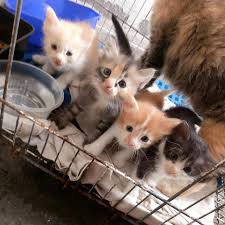 Tubuh kucing pun dapat dingin secara bertahap. Anak 2 Kucing Mahu Diberi Secara Percuma Kepada Sesiapa Yg Berminat Dan Boleh Membela Dgn Baik Pet Supplies Pet Accessories On Carousell