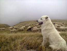 Per i grossi spostamenti effettuati e per le condizioni climatiche a cui sono stati. Charakter Und Verhalten