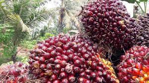 As Blokir Impor Sawit Malaysia Radarcirebon Com