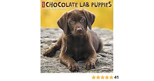 Yellow lab pups, ivory lab puppies, fox red lab pups, white lab puppies, white labrador breeder, labrador retriever for sale. Just Chocolate Lab Puppies 2020 Wall Calendar Dog Breed Calendar Willow Creek Press 9781549205866 Amazon Com Books