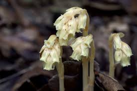 Image result for Monotropa  hypopitys