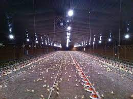 Get directions, reviews and information for cal lighting in ontario, ca. Lighting For Poultry With Light Emitting Diodes Leds Ontario Ca