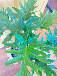 Image result for Filodendron Philodendron