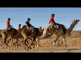 They offer camel riding trips, tours & camel safaris across the negev desert. Negev Camel Ranch Dimona Destimap Destinations On Map