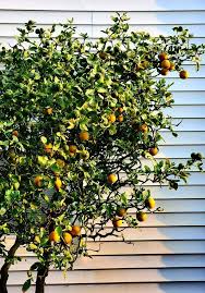 Image result for Citrus trifoliata