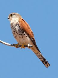 Ver en español en inglés.com. Falco Newtoni Wikipedia La Enciclopedia Libre