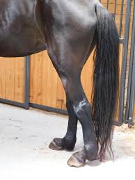 Jose de elrey, generator's man of color we focus on breeding and raising our top quality gaited tennessee walking horses. Big Lick Controversy Expands Economic Impact Of Big Lick Tennessee Walking Horses Questioned Horse Nation