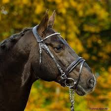 There are many reasons for rimondo. Franceska Seelig Franceskaseelig Twitter
