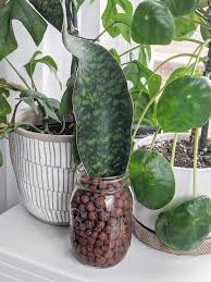 Longiflora which seems slightly more olive toned and less rigidly erect. How To Care For And Propagate Whale Fin Sansevieria