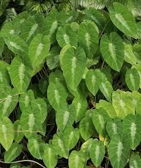 Image result for Culcasia falcifolia