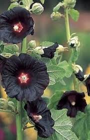 Lespoesiesdupoly Photo Source Goyava Eyes La Carpe Diem Stockrosen Blumen Pflanzen Pflanzen