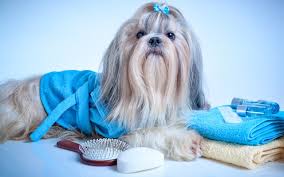 Our staff is able to handle any special needs your pet may have, such as daily medications, insulin injections, special diets or bathing. Grooming Falls Church Animal Hospital Falls Church Va