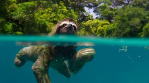 Start by marking animal ii: Planet Earth Ii Producers Reveal 6 Ways They Filmed Their Animal Stars Indiewire