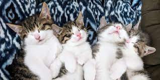 Kitten Season Pennsylvania Society For The Prevention Of Cruelty To Animals