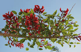 Image result for Erythrina fusca