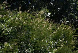 Image result for Acacia schweinfurthii