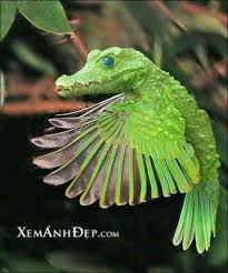 Animal Xemanhdep Photos Awesome Pictures Gallery Part 36 Photoshopped Animals Animal Mashups Weird Animals