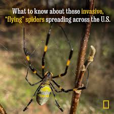 Image result for Solenangis clavata