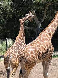 Lucy was a dominatrix, who never got the hang of high heels she walked like a giraffe with scoliosis, but she loved the way that leather feels terry was a child molester, he said that he was born. Gemina Giraffe Wikipedia