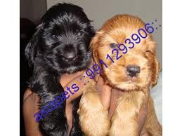 Country labs breeds for excellence. Cocker Spaniel Puppies Price In Goa Cocker Spaniel Puppies For Sale In Goa