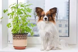 Giftige pflanzen für hunde | liste mit beispielen wann zum tierarzt? Diese Pflanzen Sind Fur Hunde Giftig Deinetierwelt Magazin