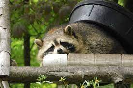 Now that you know how to prevent raccoons from coming near your deck, it's going to be crucial to think about what to do if. How To Keep Raccoons Away From Your House Nite Guard