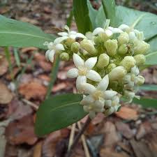 Image result for Rytigynia sp. M