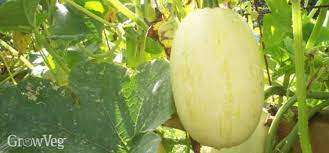 Growing And Cooking Spaghetti Squash