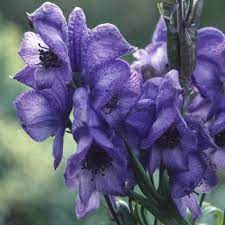 Aconitum Napellus Seeds Monkshood Venus Chariot Deer Resistant Plants Flower Seeds Monkshood
