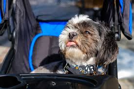 Be careful when spraying items around your pet as it may irritate their nose. Why Does My Shih Tzu Keep Sneezing Shih Tzu Island