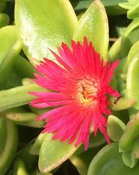 Image result for Oxygonum buchananii