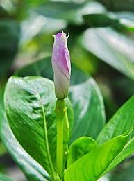 Image result for Catharanthus