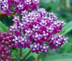 Asclepias Incarnata Swamp Milkweed For Monarch Butterflies Milkweed Plant Swamp Milkweed Asclepias Incarnata
