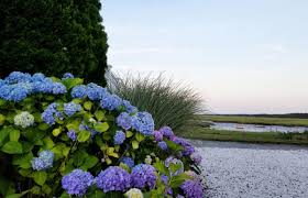 We did not find results for: Cape Cod Hydrangea Festival Cape Cod Summer Events