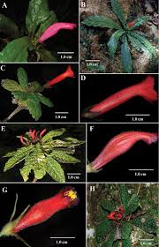 Image result for Gesneriaceae