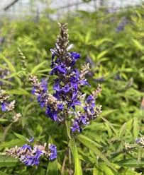 Image result for Vitex sp. A