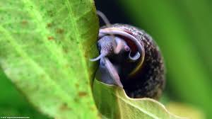Mystery Snail Care Diet Feeding Shell Size Tankmates Video