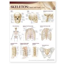Skeletal System Head And Trunk Anatomy Chart