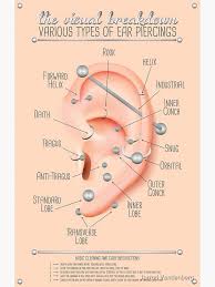 Ear Piercing Chart Poster By Jarrod Vandenberg Ear Piercings Chart Piercing Chart Ear Piercings Rook