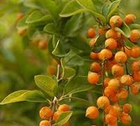 Live plant with good root. Sapphire Showers Duranta Golden Dewdrop Duranta Erecta Sapphire Showers 1 Gallon Shrub Tree Tropical Perennial Tropical Plants Flowering Gardener Direct