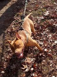 If a date is shown after a dog's registration number (ex: Males Juggernaut Kennels