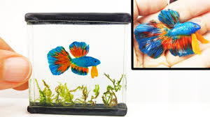 Dec 23, 2014 · a mug with a company logo can make a great aquarium decoration in your lobby, and simple plates and bowls can make good ledges and caves (especially in a pinch). Diy Betta Fish Tank Inks Resin Polymer Clay Tutorial How To Make A Miniature Fish Tank Youtube