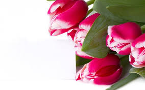 Blumensträuße von valentins sind zu jedem anlass das perfekte geschenk. Herunterladen Hintergrundbild Rosa Tulpen 5k Blumenstrauss Weisser Hintergrund Tulpen Fur Desktop Kostenlos Hintergrundbilder Fur Ihren Desktop Kostenlos