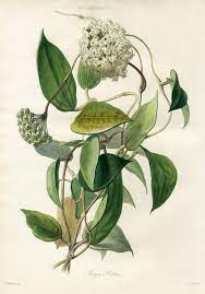 Transactions Of The Horticultural Society Botanical Prints 1812 Botanical Drawings Botanical Painting Botanical Artwork