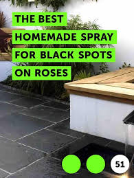 Learn The Best Homemade Spray For Black Spots On Roses How To Guides Tips And Tricks Black Spot On Roses Black Spot Jade Plants