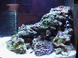 Aquascaping doesnt mean spending months carefully crafting a work of art unless you want it to. Who Likes My Aquascaping General Discussion Nano Reef Community