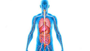 We did not find results for: Meski Kehilangan 7 Organ Ini Manusia Masih Bisa Hidup Global Liputan6 Com